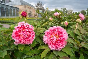 Start der Pfingstrosen-Blüte in der Wilhelma